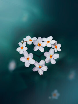 White forget-me-not (Myosotis) flowers forming a heart shape, beautiful moody macro photo with dark teal background and shallow depth of field