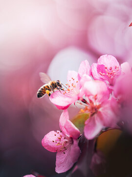 Honey bee collecting pollen on pink apple blossoms, beautiful dreamy macro photo with soft pastel bokeh, shallow depth of field, and blurred background