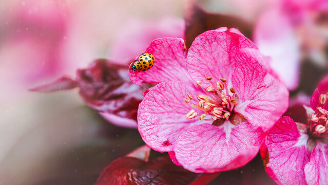 Yellow ladybug on pink crabapple blossom, beautiful dreamy macro photo with soft pastel bokeh, shallow depth of field, and delicate floral details