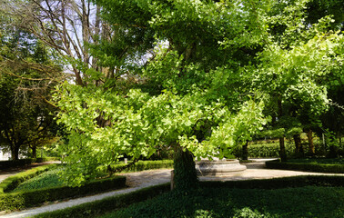 Obraz premium Historic Alameda Park Public Gardens in Santiago de Compostela 