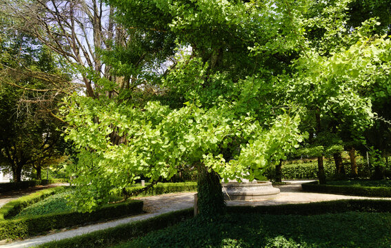 Historic Alameda Park Public Gardens in Santiago de Compostela

