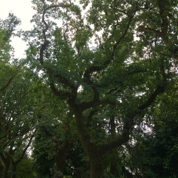 Historic Alameda Park Public Gardens in Santiago de Compostela
