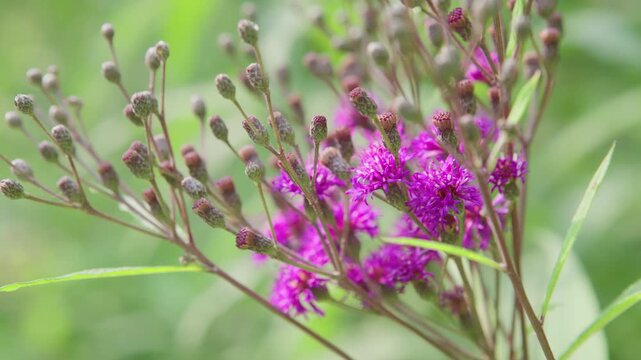 Prairie Ironweed in Flower