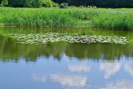 view of the river in July covered with water lilies