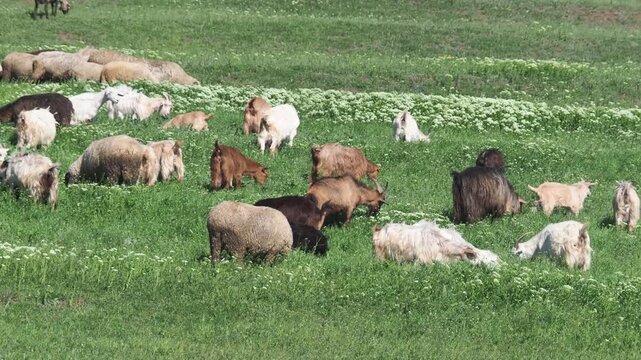 Herd of sheep and goats grazing on a green grass pasture in spring