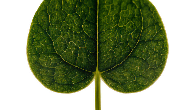 Isolated detailed macro shot of a fresh green plant leaf with intricate venation pattern