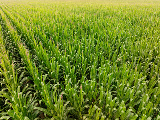 Fototapeta premium Vibrant cornfield shows dense rows of healthy plants
