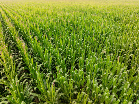 Vibrant cornfield shows dense rows of healthy plants