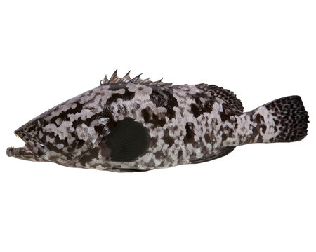 Fresh whole grouper fish side view isolated on white. Wild caught seafood fillet cutout for commercial food photography.