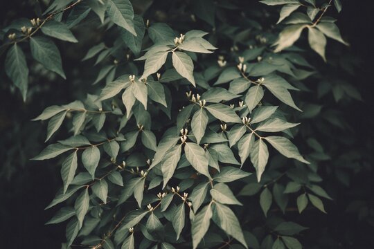 green leaves background