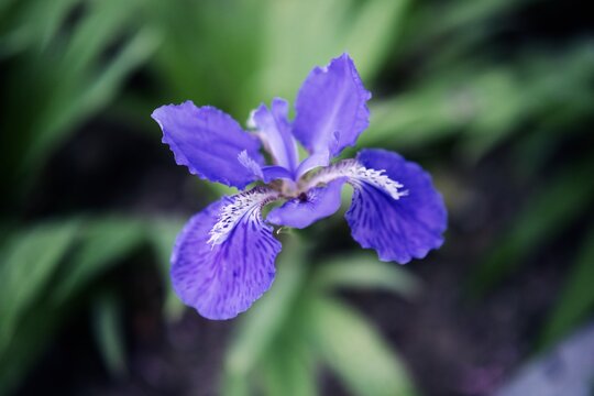 purple flower in the garden