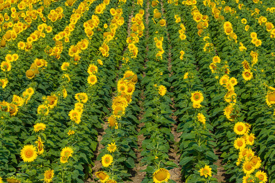 Aerial view of a vast sunflower field with vibrant yellow flowers arranged in neat rows, highlighting agricultural farming for sunflower oil production in Poland.