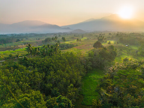 Aerial view of lush green rice terraces at sunrise with palm trees and distant mountains in Bali, Indonesia.