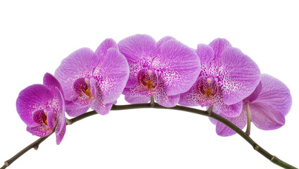Isolated delicate elegant vibrant purple phalaenopsis orchid flowers on a curved stem © Conor