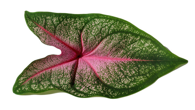 Isolated ornamental Caladium leaf with beautiful green and pink mottled patterns, tropical foliage