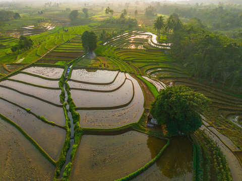Aerial view of lush green rice terraces at sunrise with palm trees and distant mountains in Bali, Indonesia.