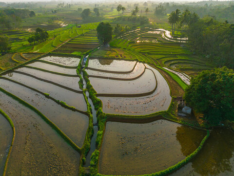 Aerial view of lush green rice terraces at sunrise with palm trees and distant mountains in Bali, Indonesia.