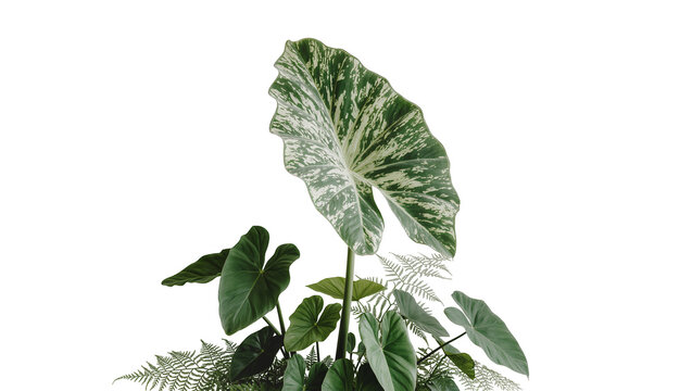 Isolated beautiful variegated alocasia plant with lush green foliage and tropical ferns