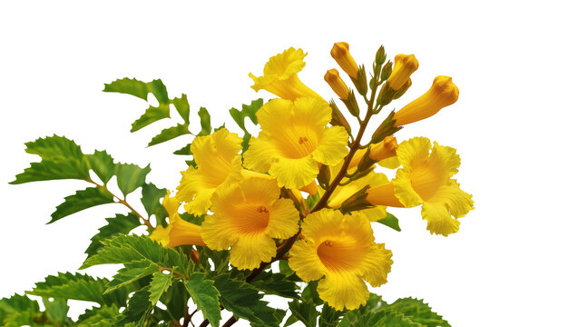 Isolated brilliant yellow blossoms with lush green leaves, a beautiful summer floral display.