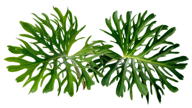 Isolated vibrant green deeply lobed leaves of a tropical plant with intricate foliage