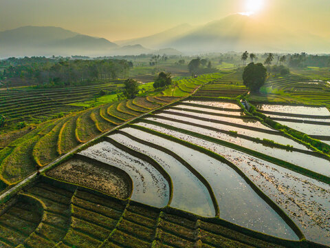 Aerial view of lush green rice terraces at sunrise with palm trees and distant mountains in Bali, Indonesia.