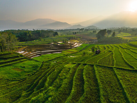 Aerial view of lush green rice terraces at sunrise with palm trees and distant mountains in Bali, Indonesia.