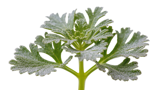 Isolated fresh young plant with textured green leaves covered in shimmering water droplets