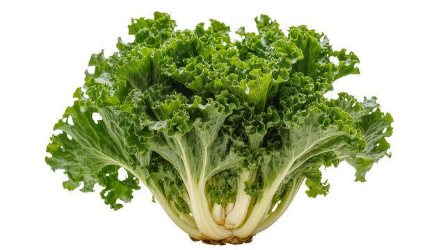 Isolated fresh curly green kale bunch, healthy raw nutritious vegetarian ingredient superfood