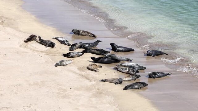 Grey Seals hauled out on the beach of Great Blasket Island, Dingle Peninsula, Ireland