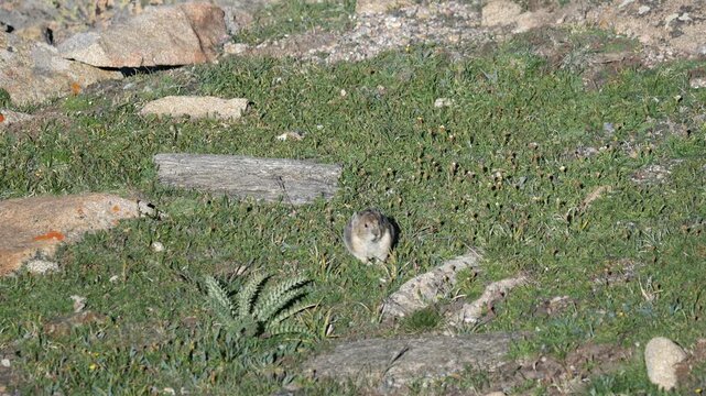 American Pika Grazing on Alpine Tundra Vegetation at Rock Cut, Rocky Mountain National Park, Colorado