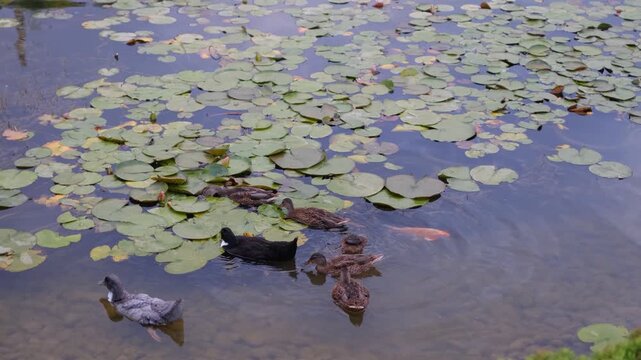 Ducks and fish in lily pad pond