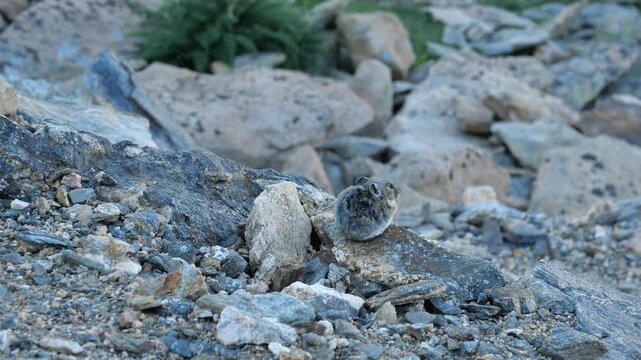 American Pika Looking Around on Rocky Alpine Rocks at Rock Cut, Rocky Mountain National Park, Colorado, USA