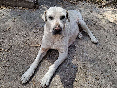 perra adulta cansada mascota peruana