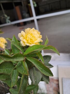 Primer plano de rosa amarilla en flor