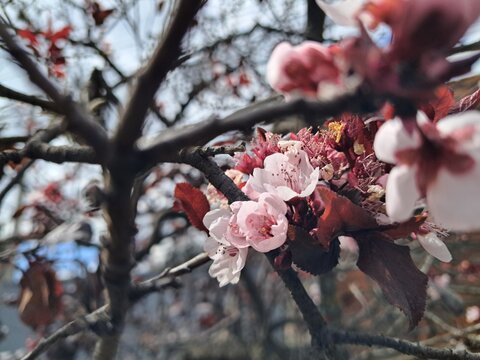 Delicadas flores blancas de &aacute;rbol de ciruelo primavera