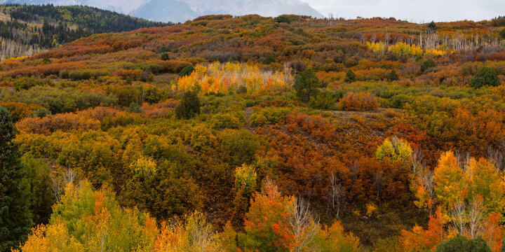 Aerial view of the vibrant autumn foliage covering the rolling hills near Ridgway, Colorado, United States.