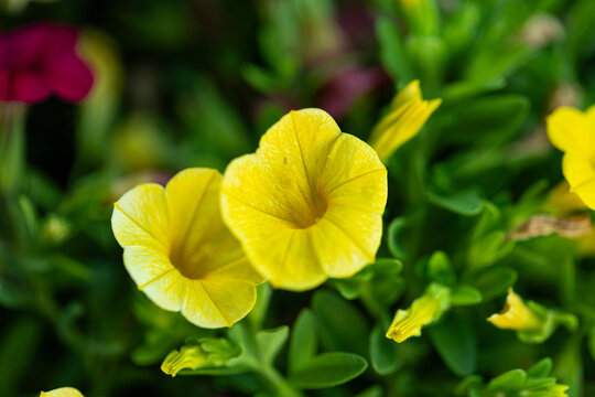 Fleurs jaunes de calibrachoa en gros plan avec un feuillage vert et un arri&egrave;re-plan flou dans un jardin.