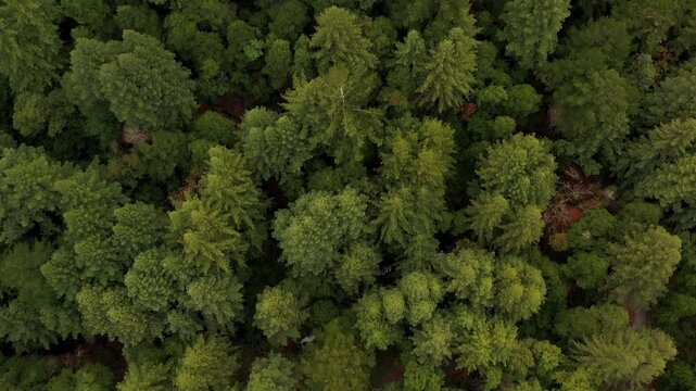 A slow-moving, top-down aerial drone shot capturing the lush canopy of coastal redwood trees in California. 