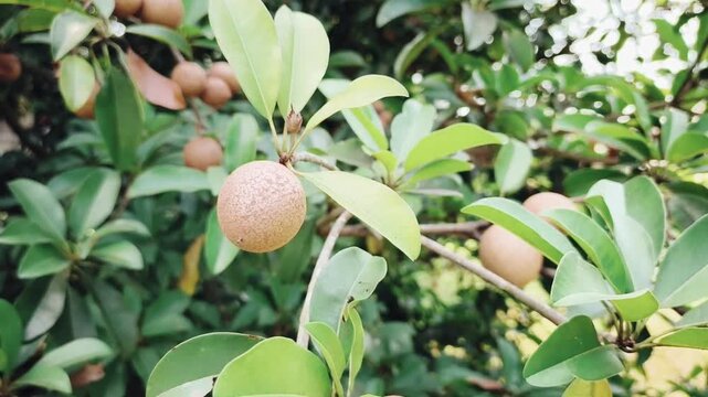 Several brown sapodilla fruits growing together among green leaves on a healthy tree.