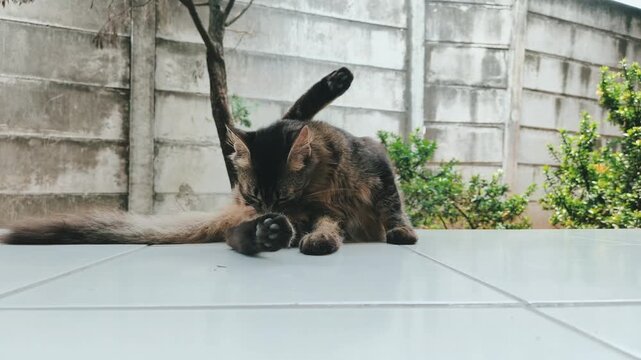 A multi-colored calico cat sitting on the floor while grooming and licking its fur.