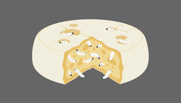 Round wheel of cheese with worms and maggots crawling in holes.