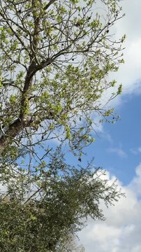 Slow motion pan and tilt of tree branches swaying against partly cloudy blue sky in outdoor park during spring daytime breeze