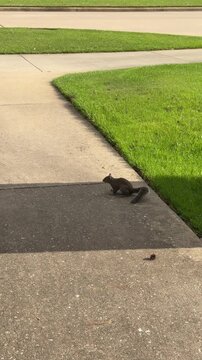 Tracking shot of squirrel leaping and scurrying across suburban sidewalk and driveway with grass lawn in bright morning sunlight
