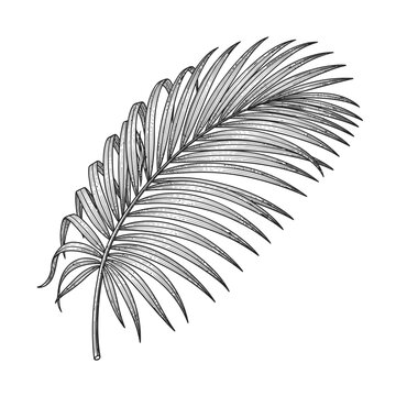 Hand drawn vintage botanical illustration of a tropical palm leaf frond on white background.