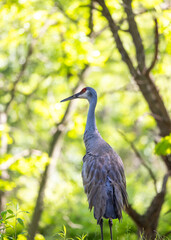 Fototapeta premium Sandhill crane standing in green sunlit forest
