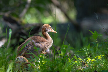 Obraz premium Sandhill crane colt standing in tall grass
