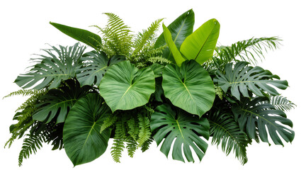 Isolated natural collection of diverse tropical green leaves, fronds, and lush botanical plants © Cian