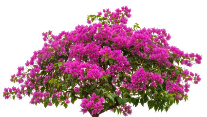 Obraz premium Isolated lush bougainvillea plant with bright fuchsia pink flower clusters and fresh green leaves