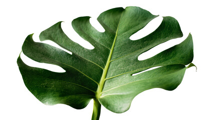 Isolated green tropical Monstera leaf, fresh exotic plant with distinctive cut and holes © Cian