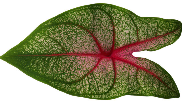 Isolated single vibrant tropical Caladium leaf with green edges and pink center red veins